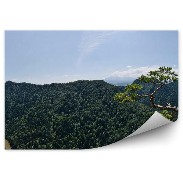 Fototapeta Sokolica vrch Pieniny borový les Dunajec panorama