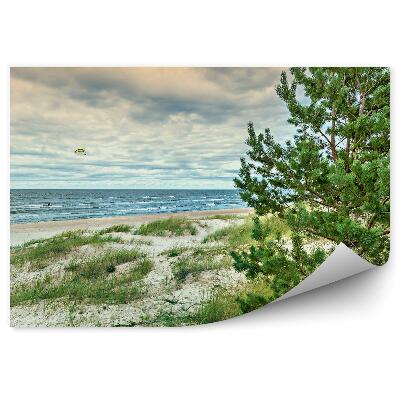 Fototapeta na zeď Krajina jehličnaté stromy draci oceán moře nebe tráva západ slunce