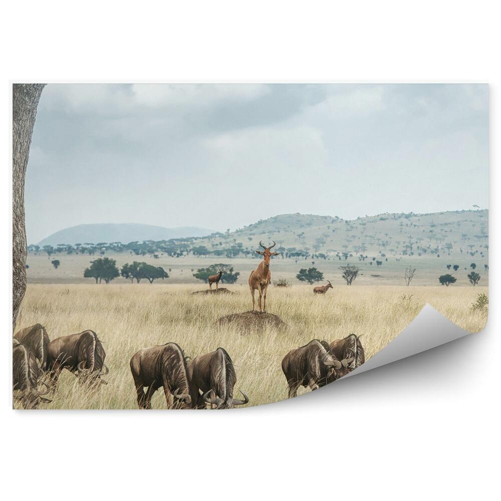 Tapeta na zeď Safari v terénním vozidle na savaně