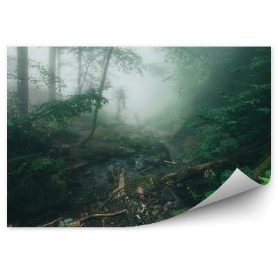 Fototapeta Mlžný borový les kapradiny