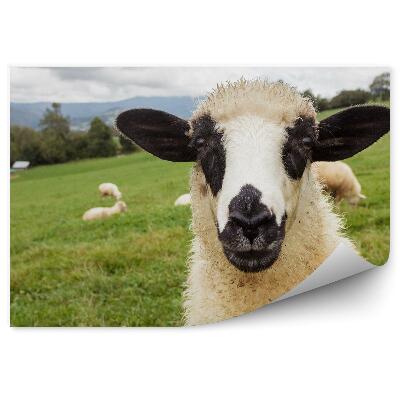 Samolepící fototapeta Ovčí louka hejno portrét horské stromy