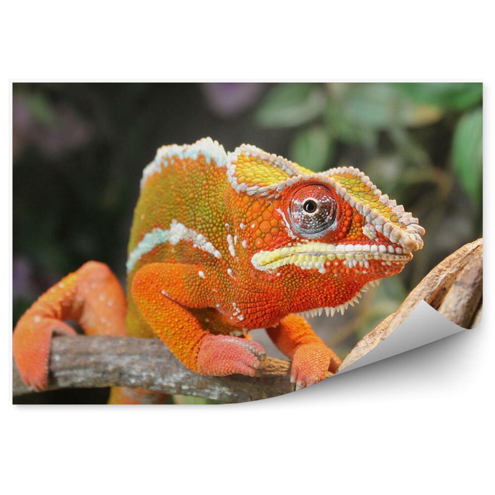 Fototapeta na zeď Oranžový chameleon