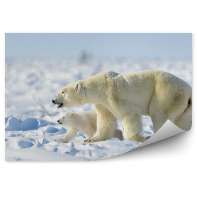 Fototapeta Medvěd s mládětem ledního medvěda