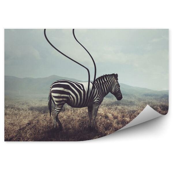 Fototapeta Zebra a pruhy