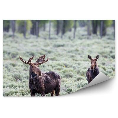 Samolepící fototapeta Pár losů na vřesovišti
