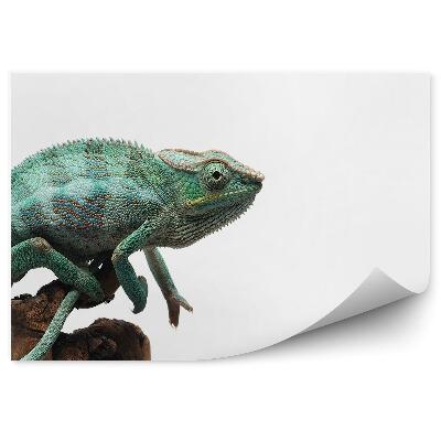 Fototapeta Modrý chameleon na bílém pozadí