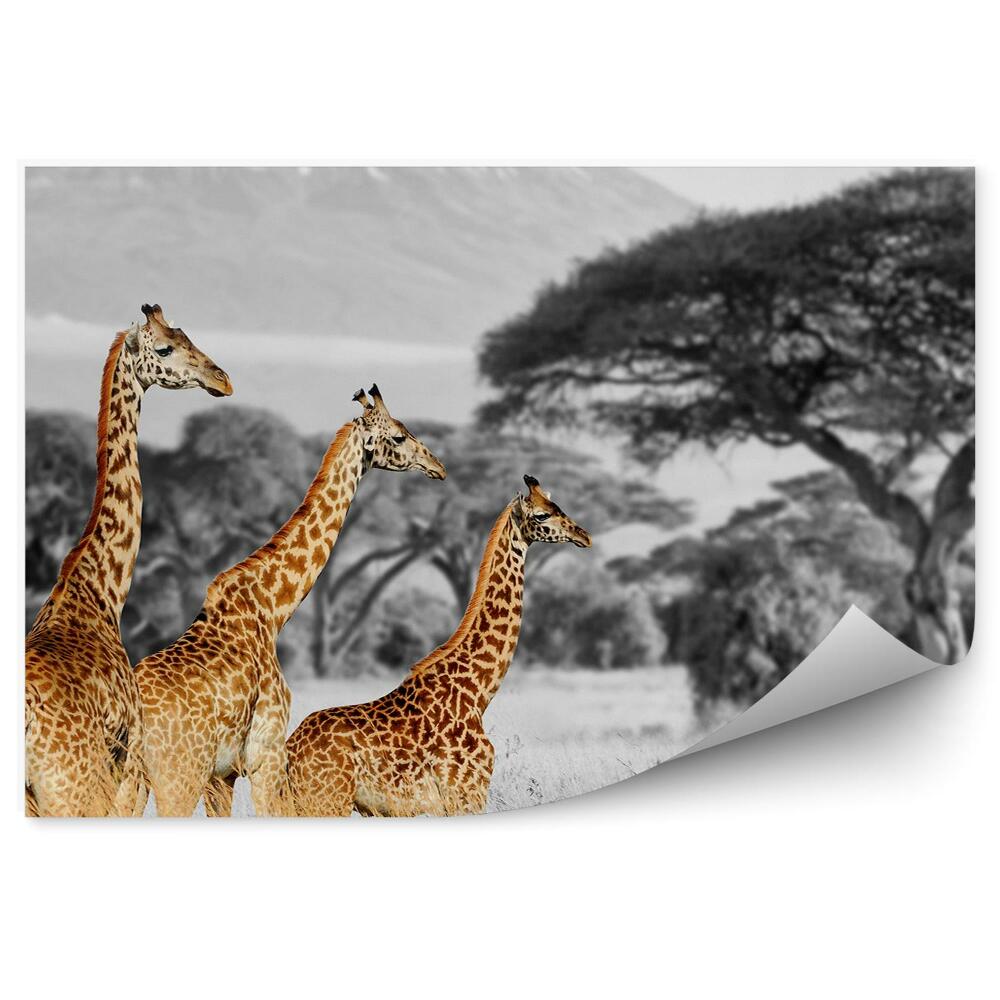 Fototapeta Černobílá krajina barevné žirafy