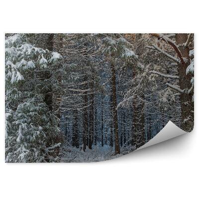 Fototapeta Zimní Ráno v Leze