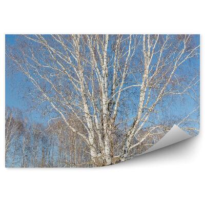 Fototapeta Bříza bříza zima