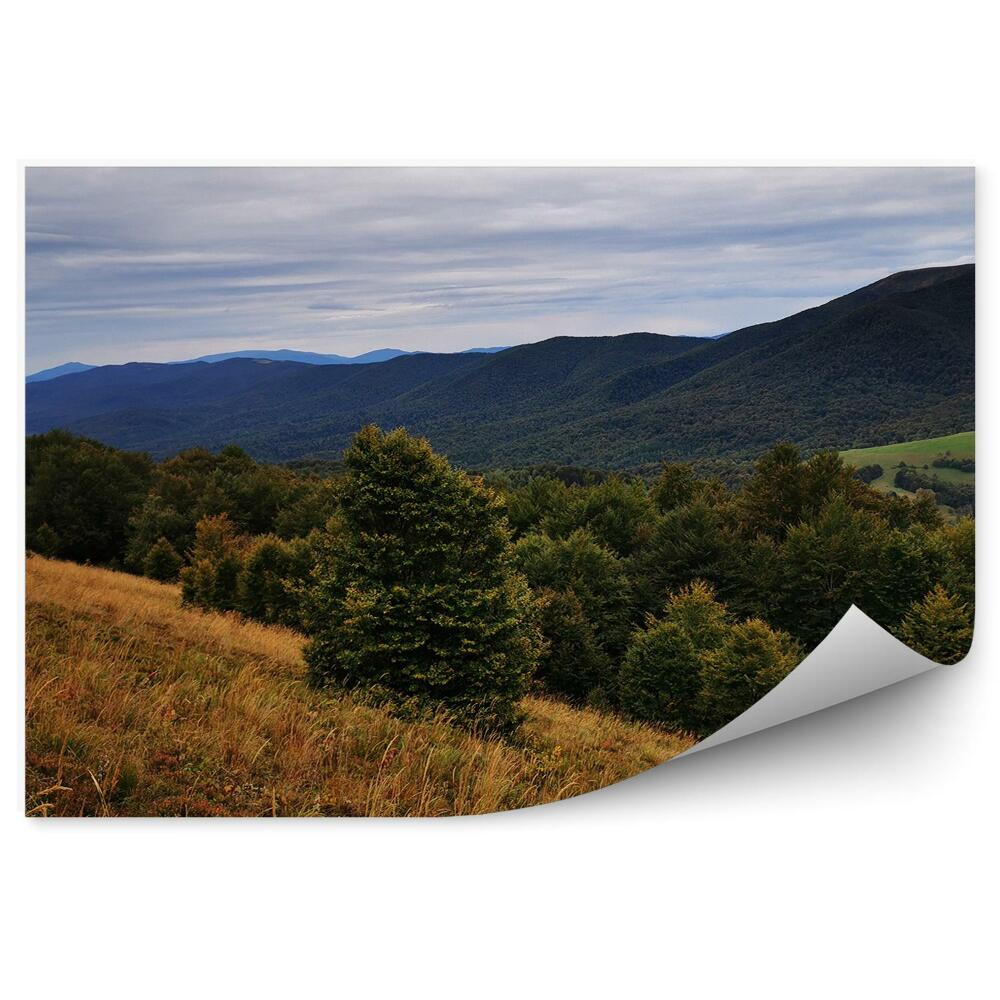 Samolepící fototapeta Vánoční stromky les hory Bieszczady