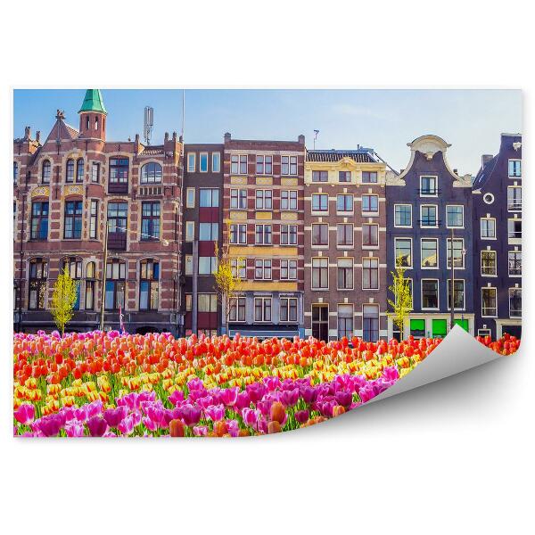 Fototapeta na zeď Amsterdam strom tulipánové pole