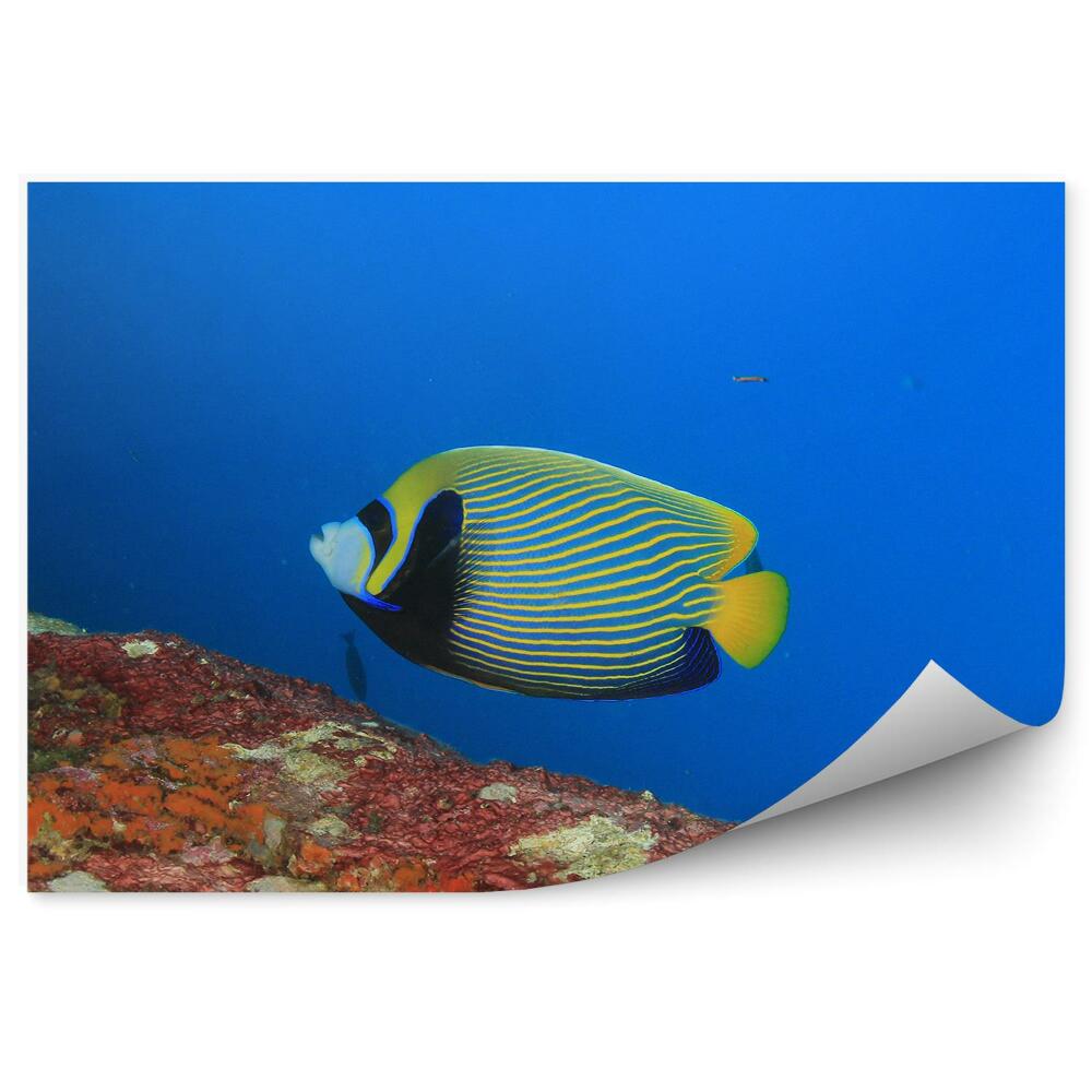 Samolepící fototapeta Tropické ryby