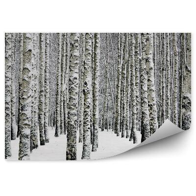 Fototapeta na zeď Zimní březový les flóra