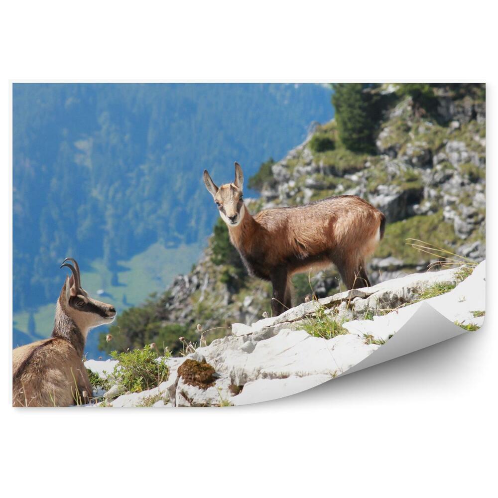 Fototapeta Alpská koza Bavorsko Alpy hory skály rostliny