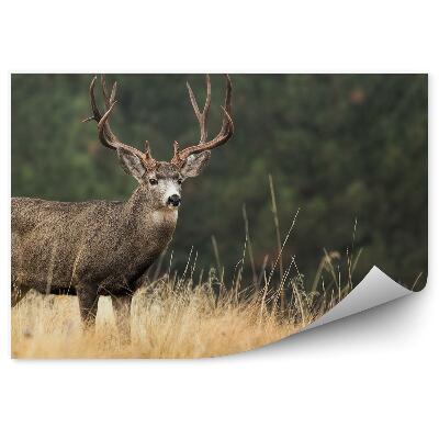 Fototapeta Srna mezi travinami na pozadí lesa