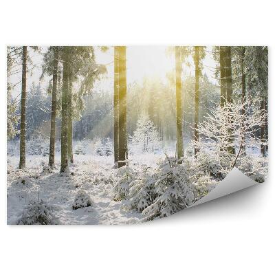 Fototapeta na zeď Sluneční Paprsky Skrz Mráz