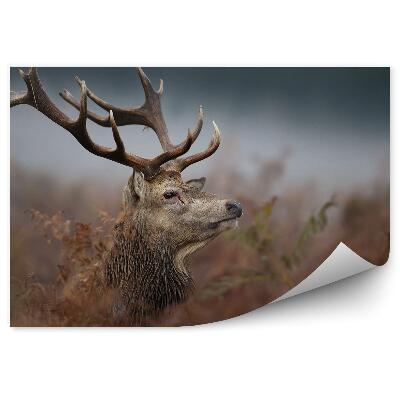 Fototapeta na zeď Hlava srnce v mlze