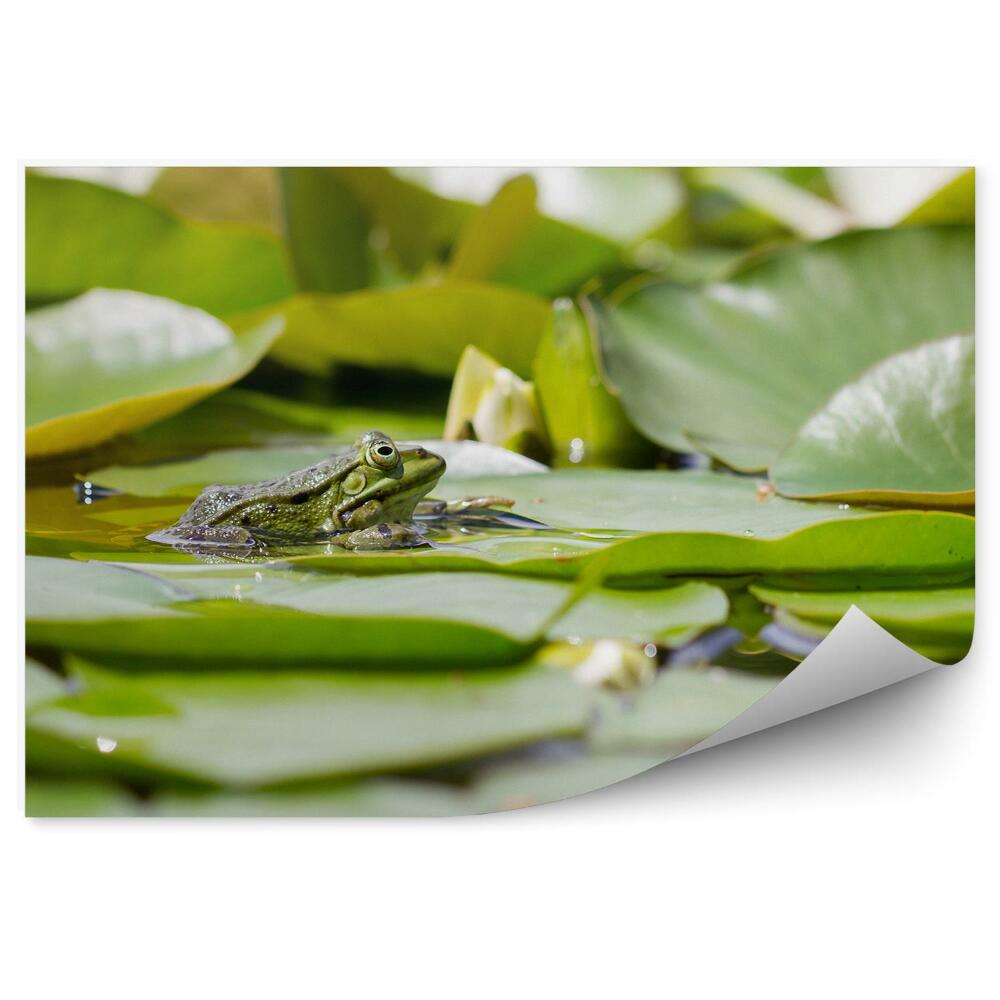 Fototapeta Lilie listy vodní žába