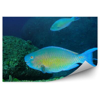 Fototapeta Ryby a mořské dno