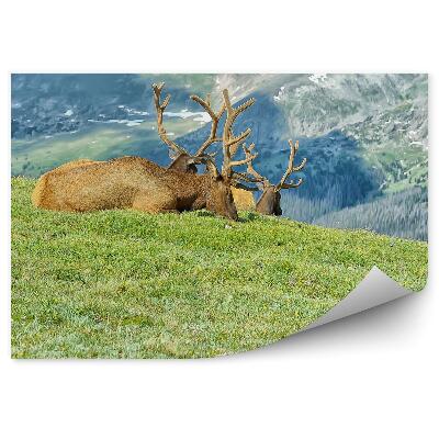 Samolepící fototapeta Stádo zvířat odpočívající v horách čištění trávy