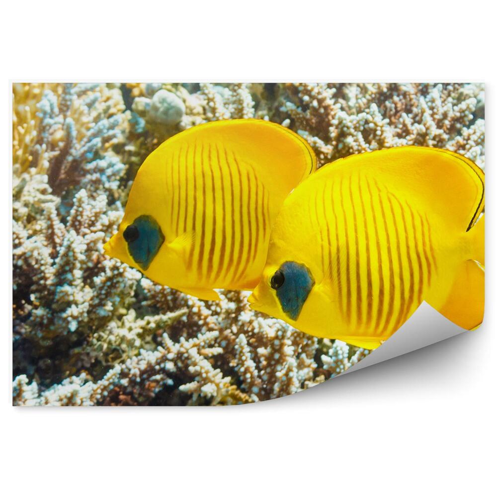 Samolepící fototapeta Žluté ryby mezi korály