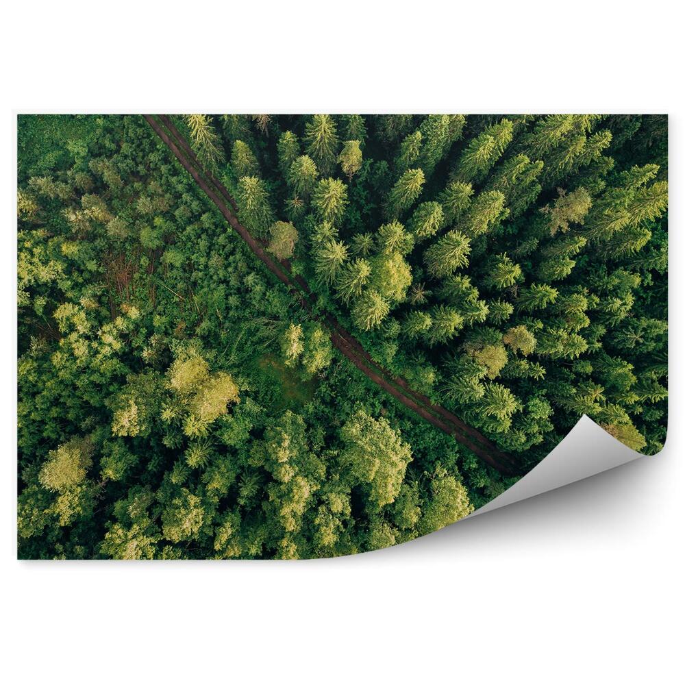 Fototapeta Perspektivní letecký pohled na zelené stromy