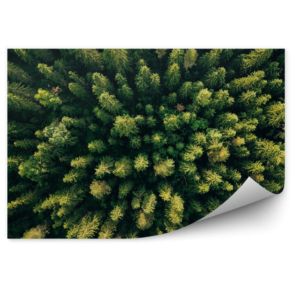 Fototapeta na zeď Letecký pohled na zelené lesní stromy