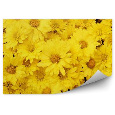 Fototapeta na zeď Pampelišky pozadí