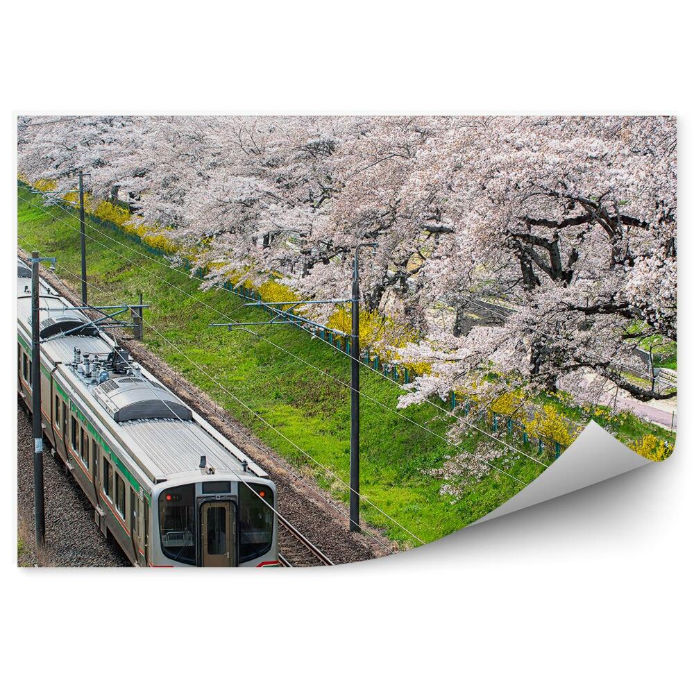 Samolepící fototapeta Vlakové koleje Japonsko třešňové květy příroda