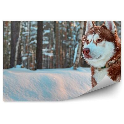 Samolepící fototapeta Sibiřský husky červená srst zimní sníh les