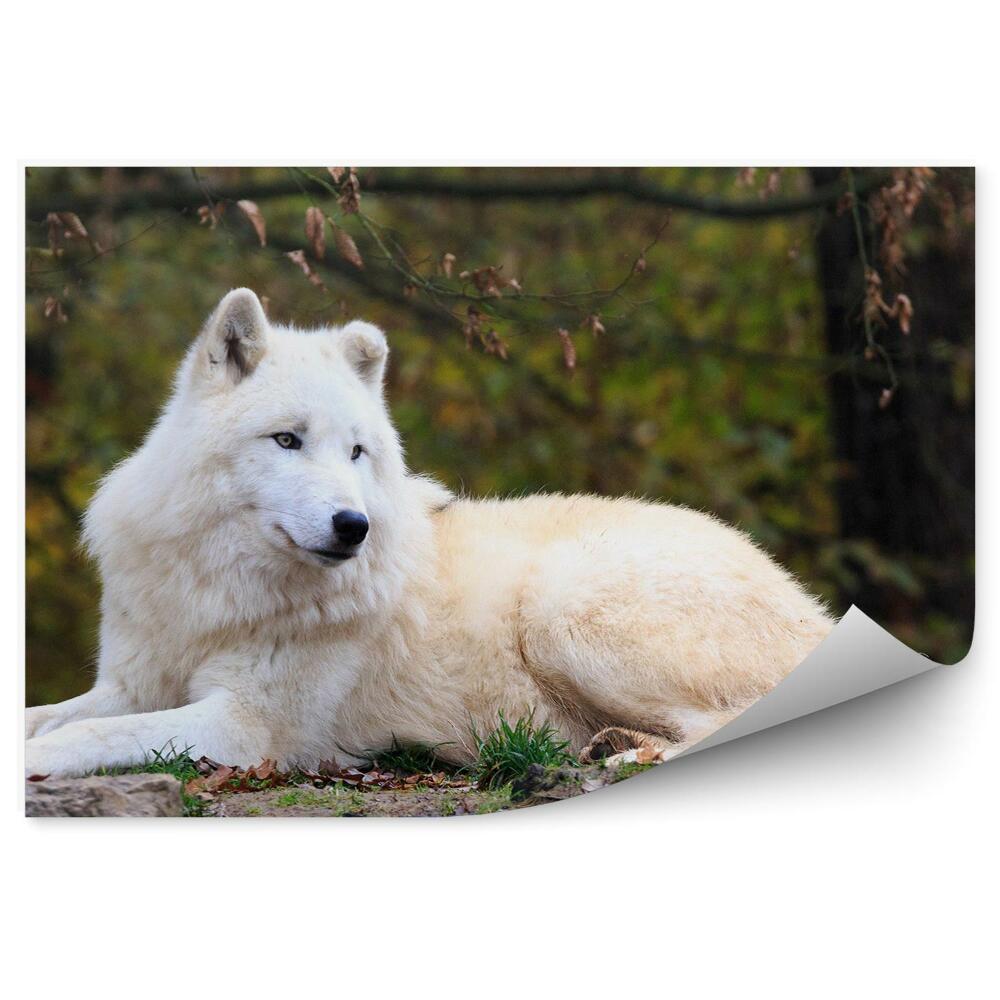 Fototapeta na zeď Bílý vlk odpočívá lesní tráva podzim