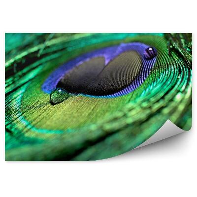 Fototapeta Páví peří zblízka