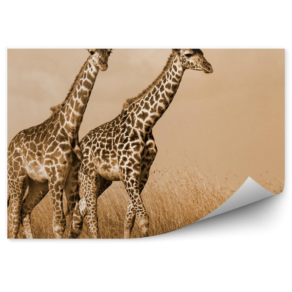 Fototapeta Kráčející pár žiraf sépie