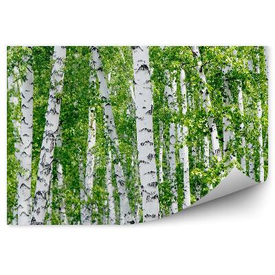 Fototapeta na zeď Stromy bříza zelené listy léto