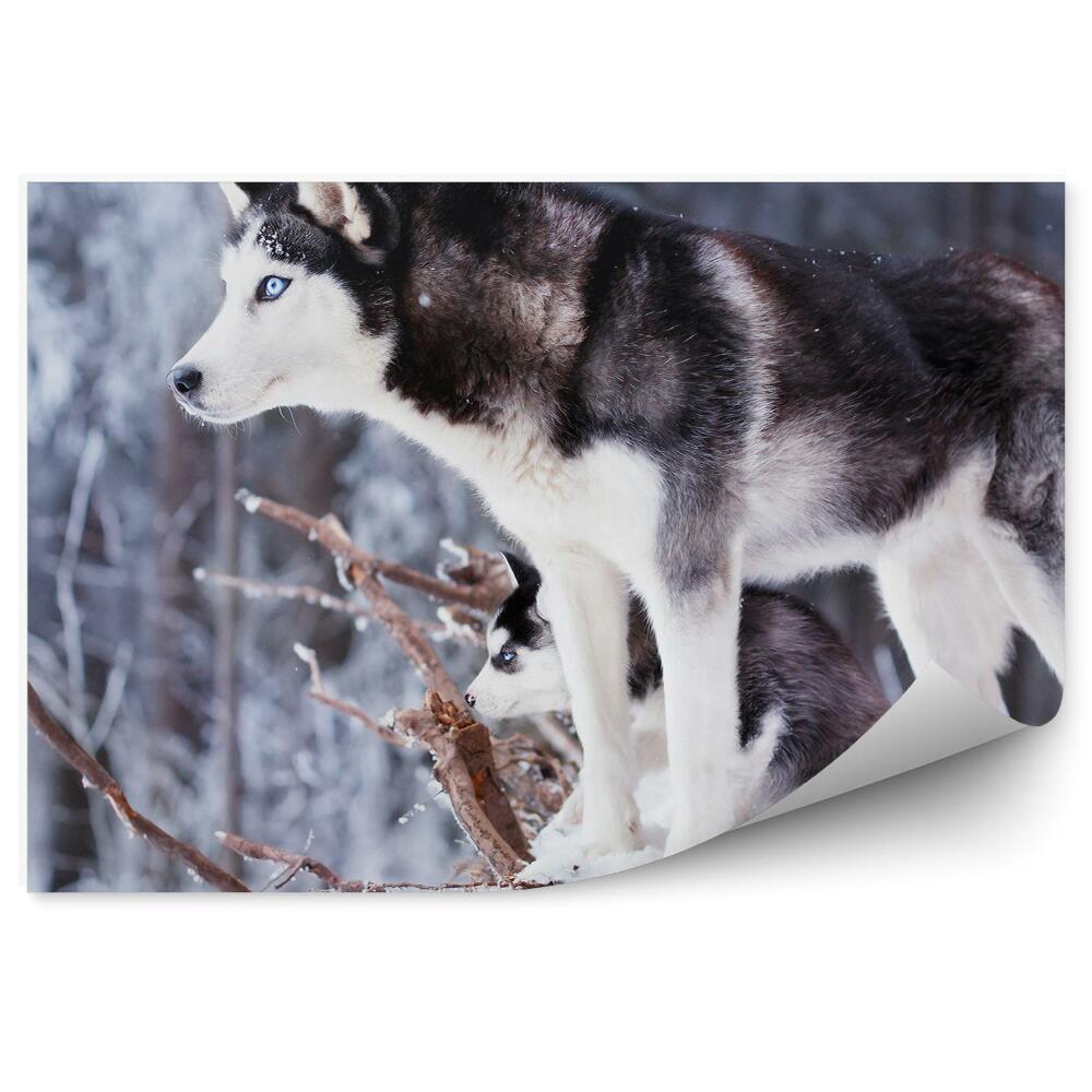 Fototapeta Husky štěně les zimní sníh modré oči