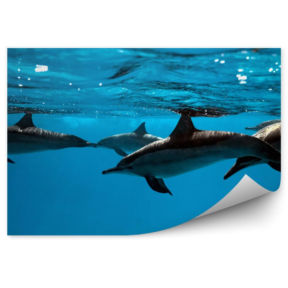 Fototapeta na zeď Delfíni pod vodou