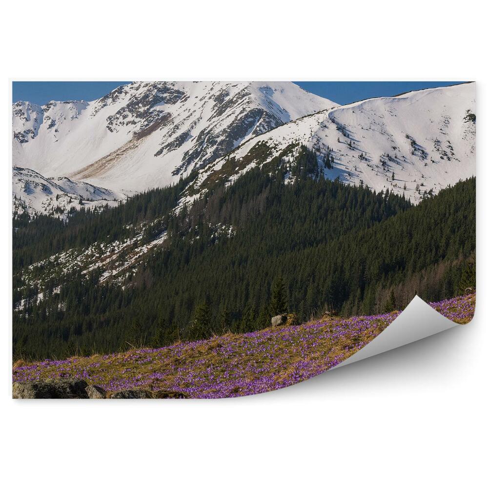 Fototapeta na zeď Fialové květy krokusy Alpy sněhový les
