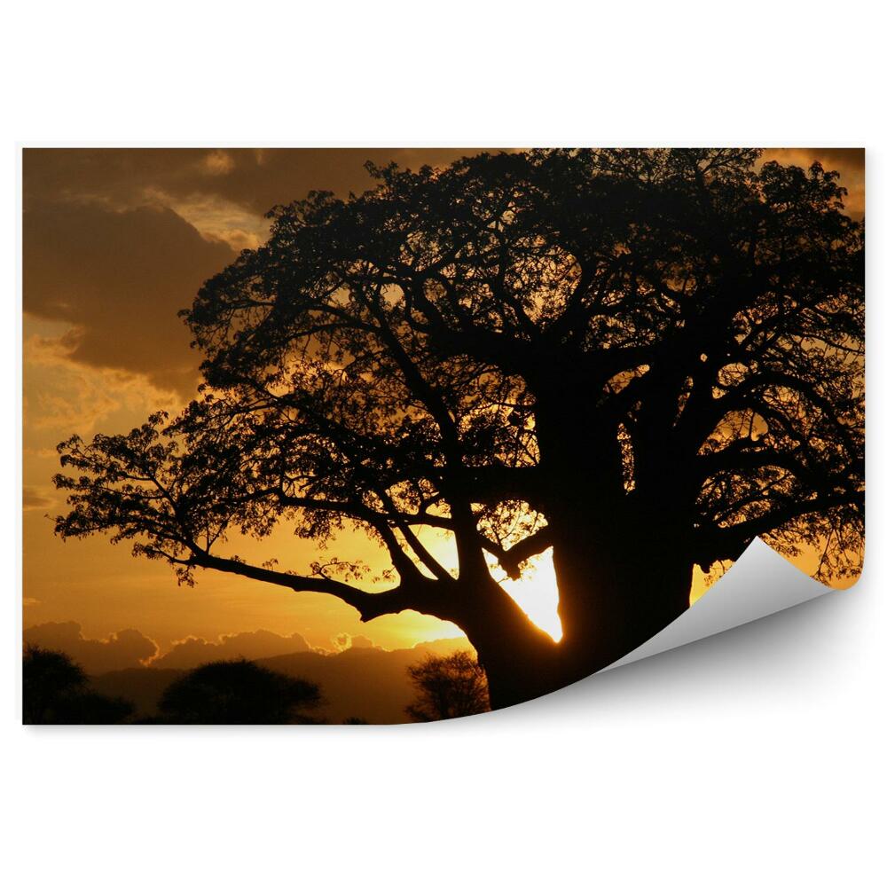 Samolepící fototapeta Tanzanie stíny stromy rostliny slunce