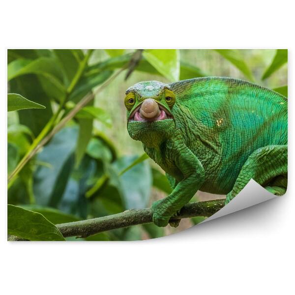 Fototapeta na zeď Chameleon ukazuje svůj jazyk