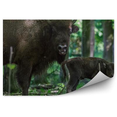 Samolepící fototapeta Zubr s mládětem mezi stromy