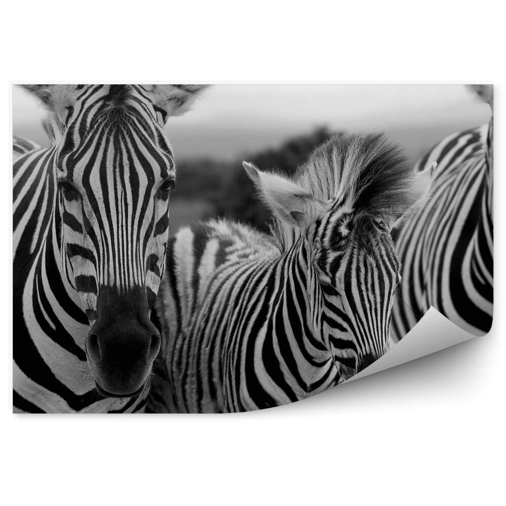 Samolepící fototapeta Tři zebry zblízka