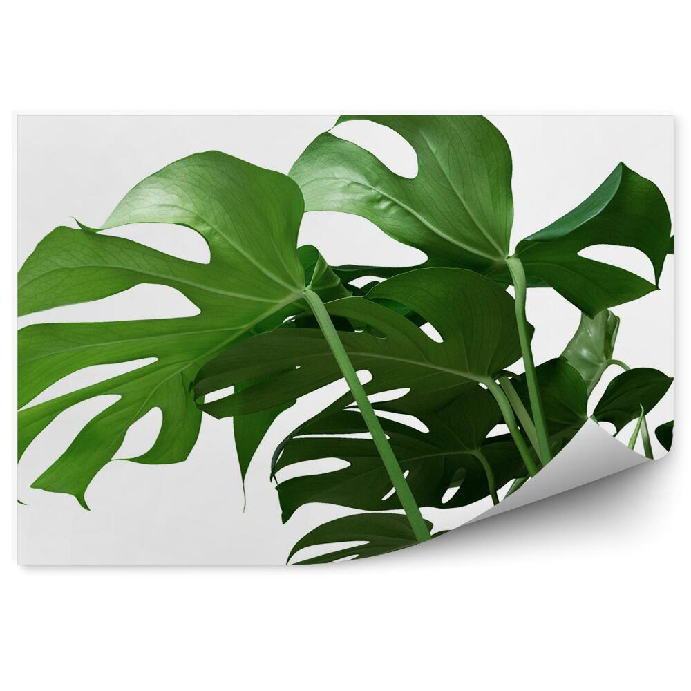 Fototapeta na zeď Monstera listy tropická okrasná rostlina