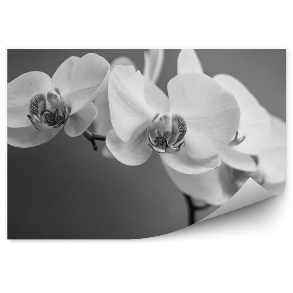 Samolepící fototapeta Bílá a černá orchidej