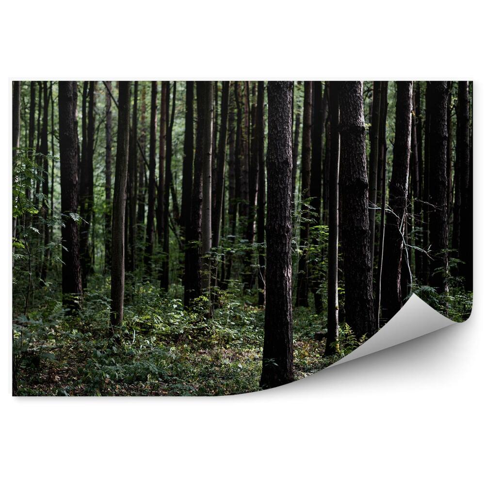 Samolepící fototapeta Tmavě zelený les