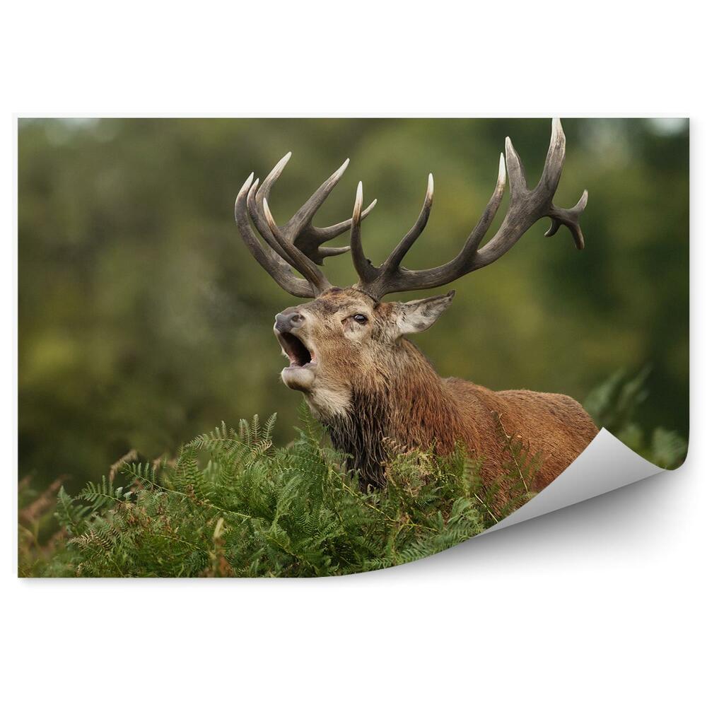 Fototapeta Řvoucí jelen a kapradí
