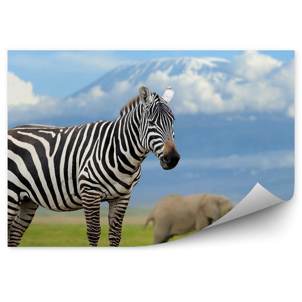 Fototapeta Zebra a sloni na pozadí Kilimandžára