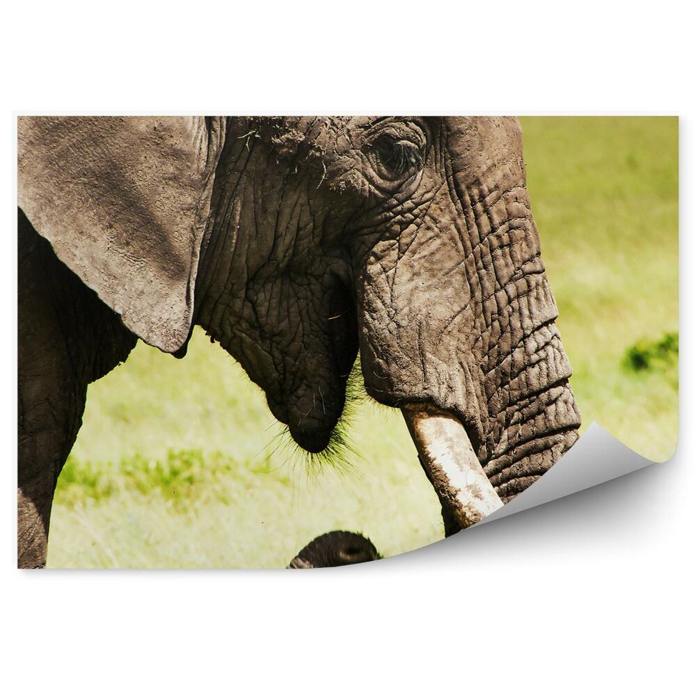 Samolepící fototapeta Slon africký na pozadí savany v detailním záběru
