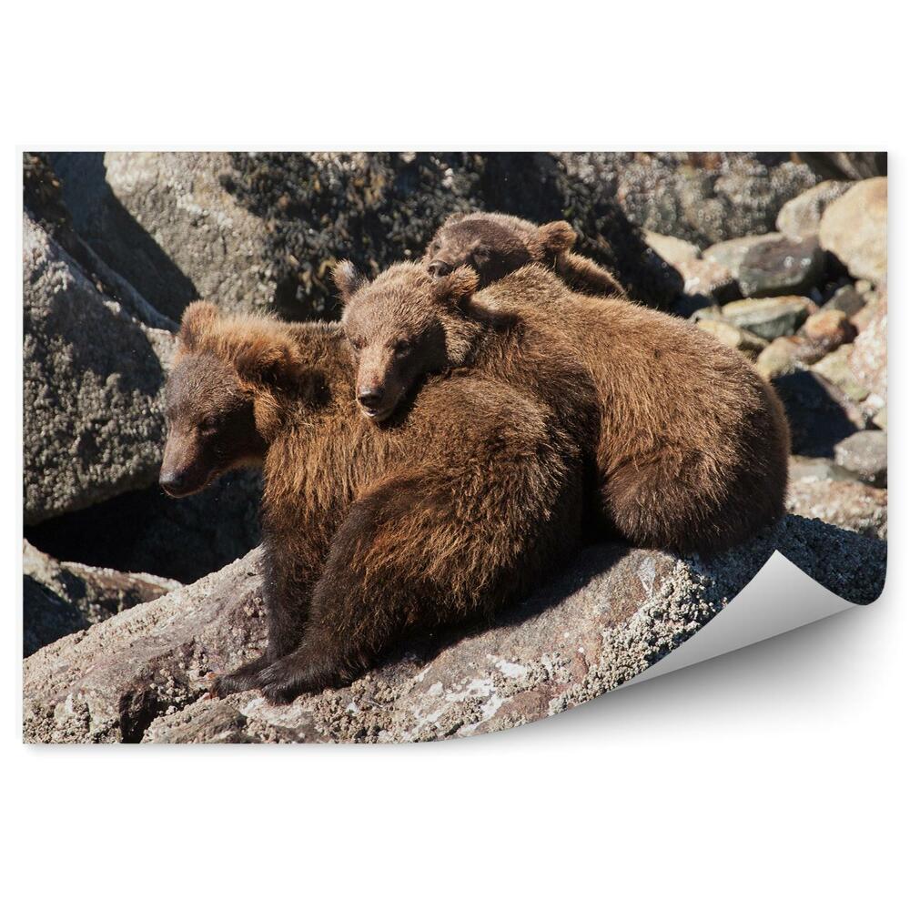 Fototapeta Medvědi odpočívající na skalách