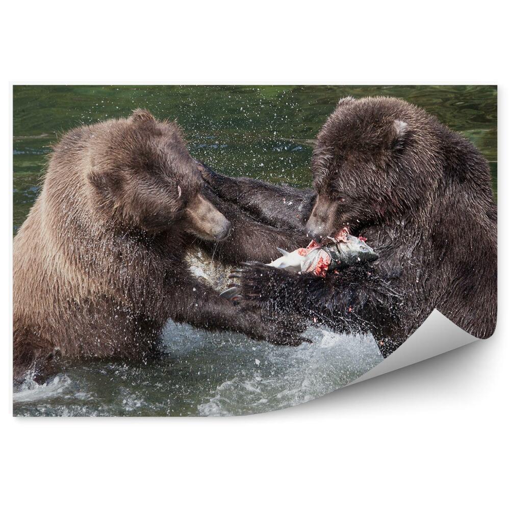 Fototapeta na zeď Medvědi grizzly bojují o lososa