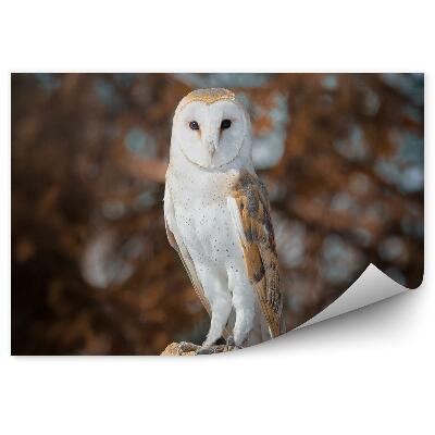 Fototapeta Sova pálená na pozadí podzimního lesa